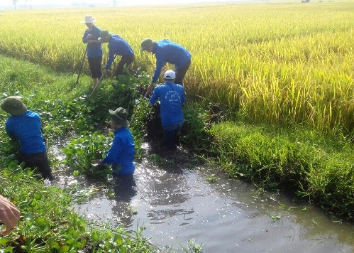 Đoàn viên thanh niên huyện Lương Tài tham gia vớt bèo, khơi thông dòng chảy, phục vụ tưới tiêu nội đồng